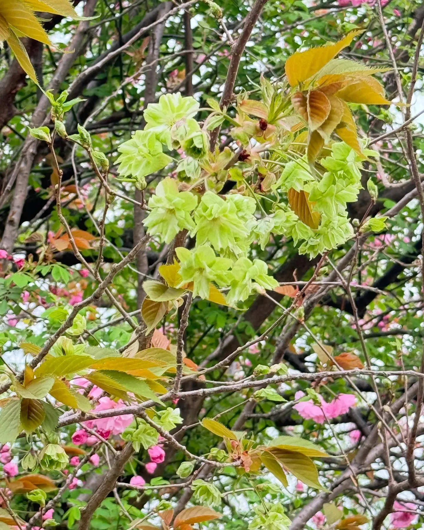 緑の桜って聞いて、皆さんは何を思い浮かべますか?🌸ただの桜じ...